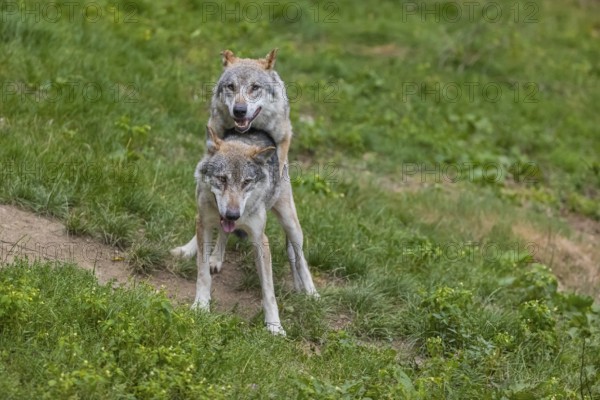 Two adult male eurasian gray wolves (Canis lupus lupus), social behaviour, dominance