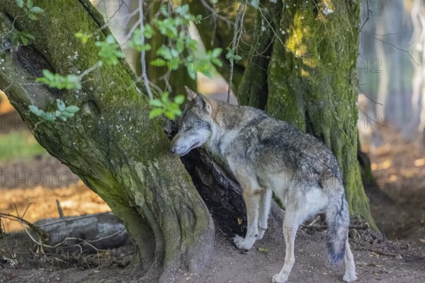 One adult male eurasian gray wolf (Canis lupus lupus) standing in front of an old split tree at a