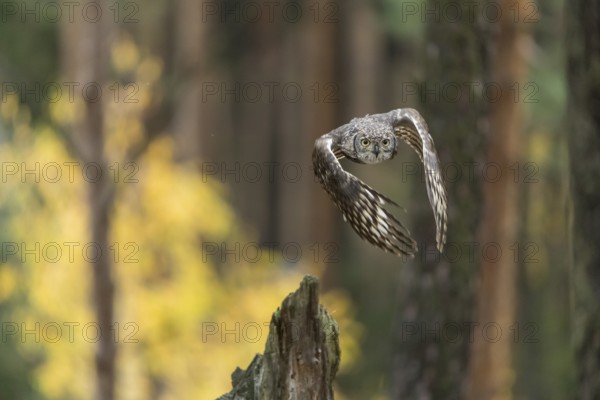 One spotted eagle-owl (Bubo africanus) flying thru a forest. Trees and leaves in the background