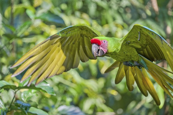 Great green macaw in flight (Ara ambiguus) Costa Rica