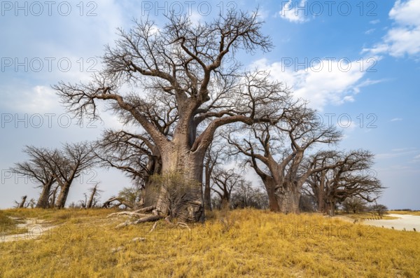 Babobabs on the edge of a salt pan, Baine's Baobabs, Nxai Pan National Park, Botswana, Africa