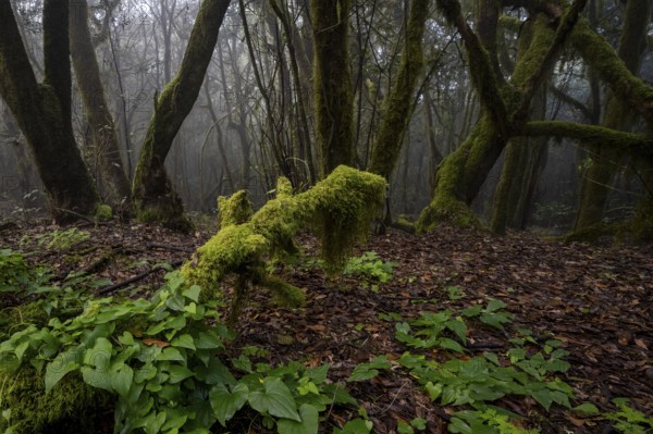 Cloud forest, laurel forest, Garajonay National Park, UNESCO World Heritage Site, La Gomera, Canary