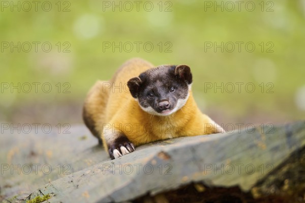 Yellow-throated marten (Martes flavigula) on an old tree trunk, Germany, Europe