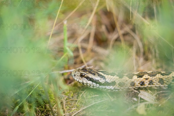 Portrait of a Hungarian meadow viper (Vipera ursinii rakosiensis) lying in tall grass