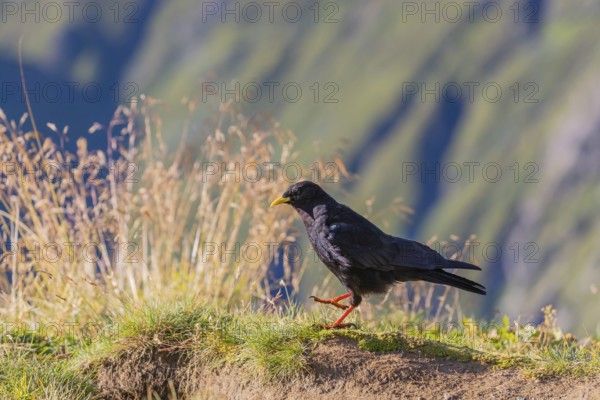 One young Alpine chough or yellow-billed chough (Pyrrhocorax graculus) stands on grass in the