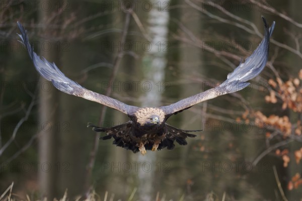Golden eagle in flight (Aquila chrysaetos) Bavaria, Germany, Europe
