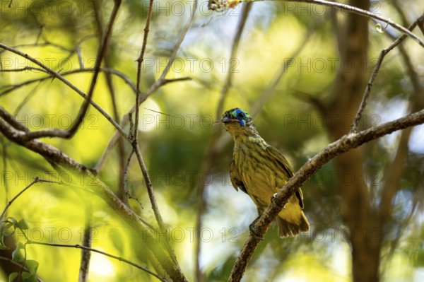 Yellow-bellied jala (Philepitta schlegeli), male, has a blade of grass in his beak for nest