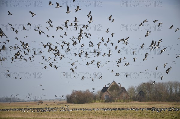 White-fronted Geese, Barnacle Geese, (Branta leucopsis) flying near Westerhever,