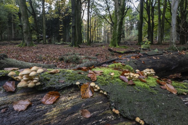 Sulphur tuft (Hypholoma fasciculare), Emsland, Lower Saxony, Germany, Europe