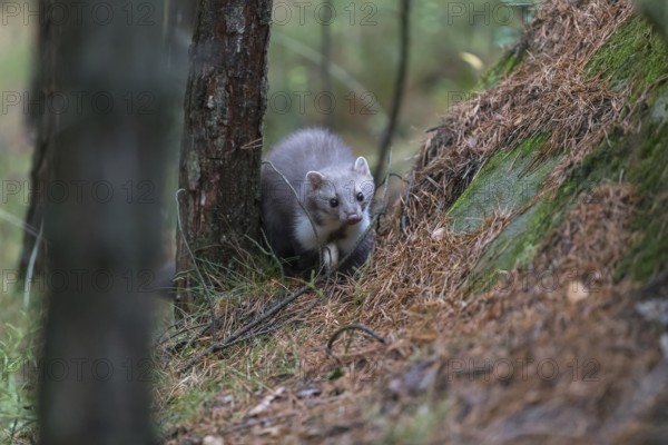 One beech marten (Martes foina) running thru a forest of pines. Trees and undergrowth around
