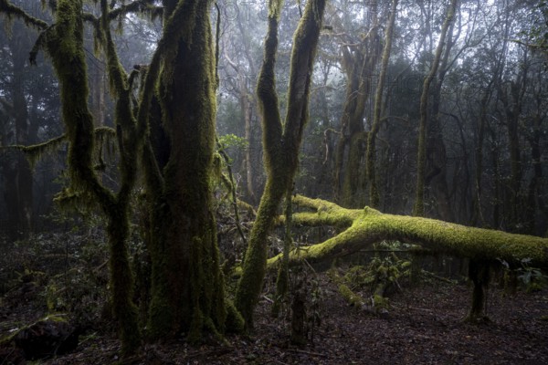 Cloud forest, laurel forest, Garajonay National Park, UNESCO World Heritage Site, La Gomera, Canary