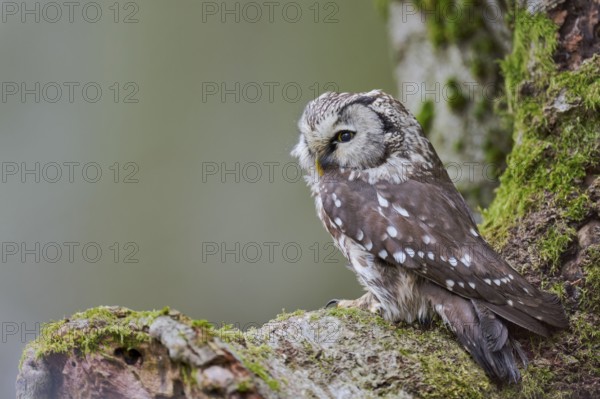 Great Horned Owl (Aegolius funereus) Bavaria, Germany, Europe