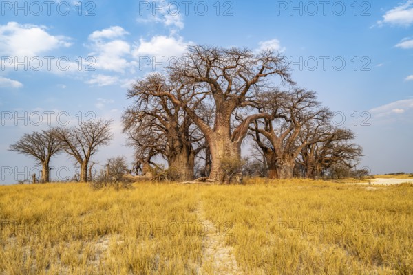 Babobabs on the edge of a salt pan, Baine's Baobabs, Nxai Pan National Park, Botswana, Africa