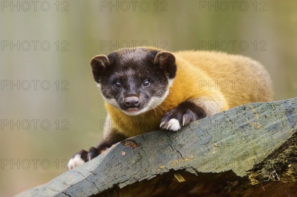 Yellow-throated marten (Martes flavigula) on an old tree trunk, Germany, Europe