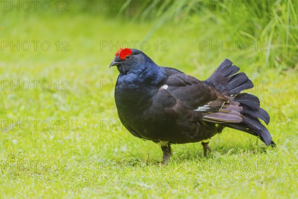 A male Black Grouse (Tetrao tetrix) during courtship display