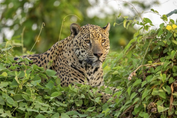 Jaguar (Panthera onca), North Pantanal, Barão de Melgaço, Joselândia, Mato Grosso, Brazil, South