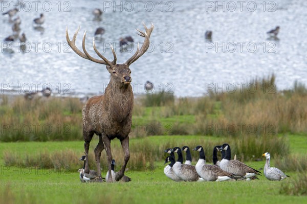 Red deer (Cervus elaphus) stag with big antlers walking on lake shore with geese during rut in