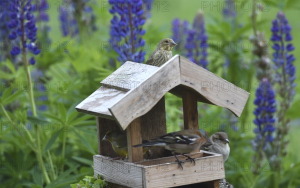 Songbirds at the birdhouse with lupins, (Lupinus)