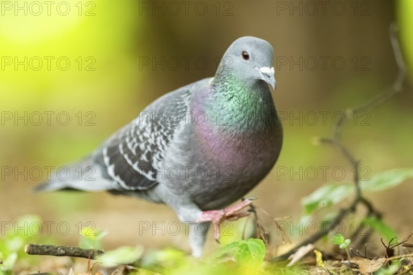 Feral pigeons (Columba livia domestica) walking on the ground, Bavaria, Germany, Europe