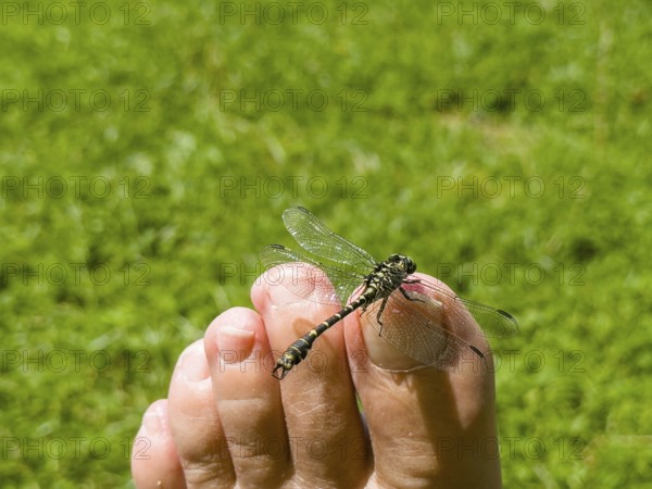 Onychogomphus forcipatus (Onychogomphus forcipatus) sitting on foot toe, Lake Neubeur, Bavaria,