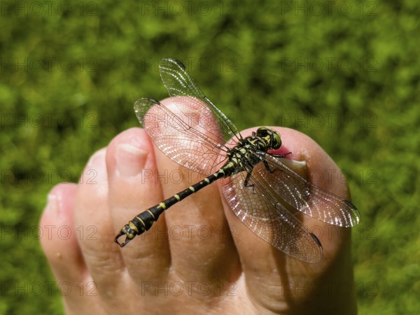Onychogomphus forcipatus (Onychogomphus forcipatus) sitting on foot toe, Lake Neubeur, Bavaria,