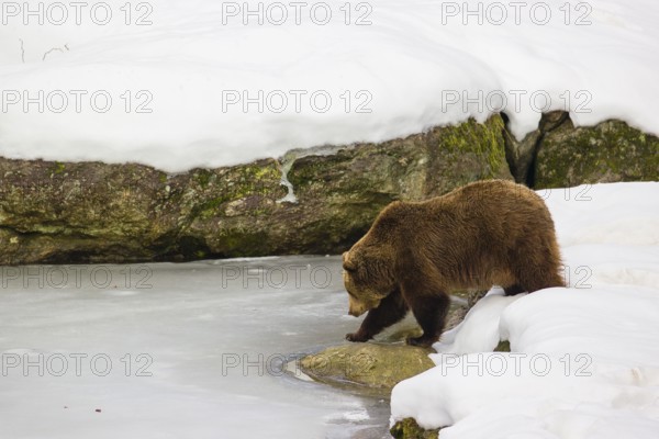 One male eurasian brown bear (Ursus arctos arctos) stands in deep snow ashore a frozen pond