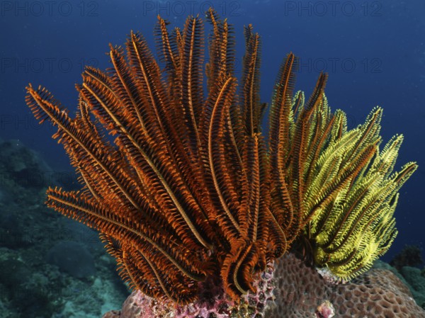 Magnificent red and yellow feather stars, Bushy feather star, Variable feather star (Comaster