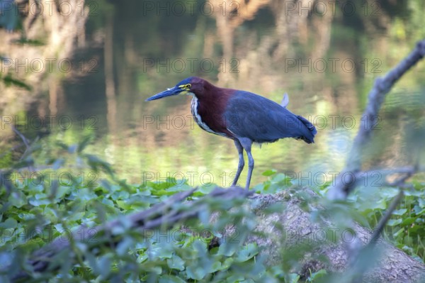 A marbled heron (Tigrisoma lineatum) in the Ciudad Universitaria Nature Reserve, Buenos Aires,