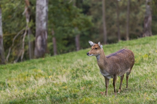 One female Manchurian sika deer or Dybowski's sika deer (Cervus nippon mantchuricus or Cervus