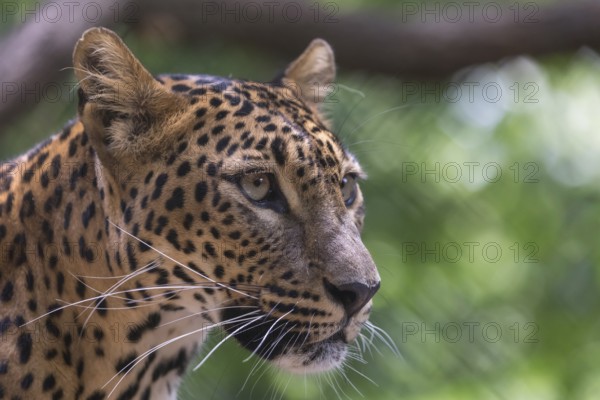 One Sri Lanka Leopard, Panthera pardus kotiya, sideview portrait