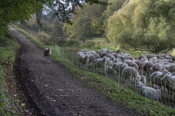 A herd of Merinoland sheep on fenced pasture, one sheep standing outside the fence, Thuisbrunn,