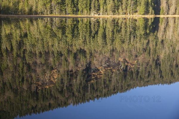 Lake Großer Arbersee in autumn. The surrounding forest is reflected in the mirror like surface of