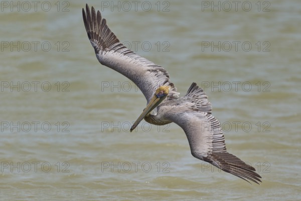 Brown Pelican, (Pelecanus occidentalis), Brown Pelican, approaching to fish in the sea, Flamingo,