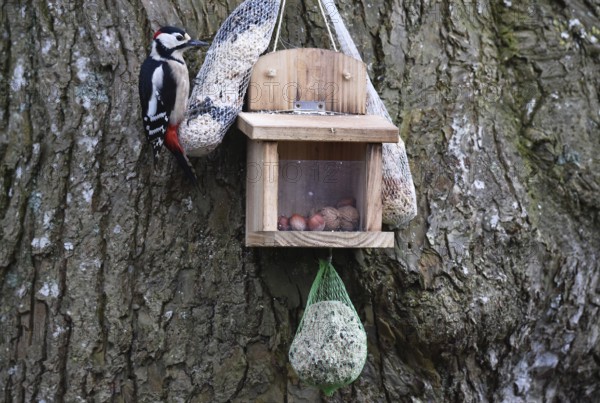 Great spotted woodpecker (Dendrocopos major) eating bird food on a lime tree