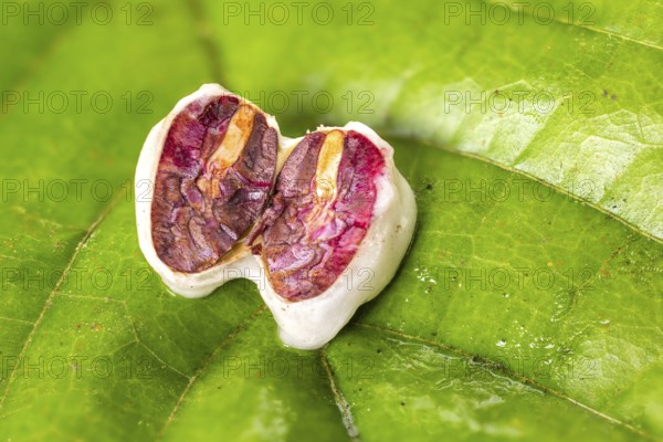 Sliced cocoa bean, cocoa (Theobroma cacao), Costa Rica, Central America