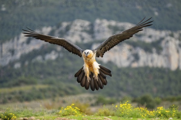 Bearded Vulture (Gypaetus barbatus) adult bird in flight with mountains in the backround, Pyrenees,