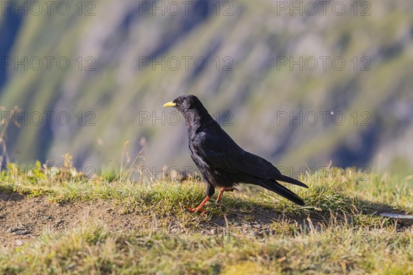 One young Alpine chough or yellow-billed chough (Pyrrhocorax graculus) stands on grass in the