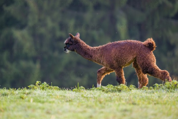 A young brown Alpaca (Vicugna pacos) runs on a green meadow