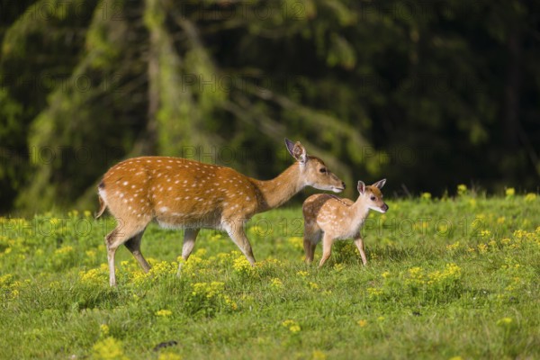 One female Manchurian sika deer or Dybowski's sika deer (Cervus nippon mantchuricus or Cervus