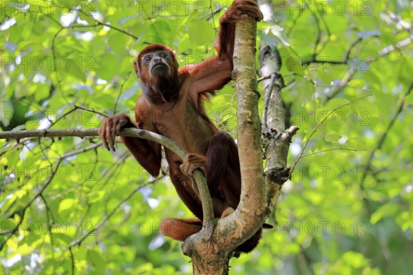 Brown howler (Alouatta guariba), adult, on tree, alert, South America