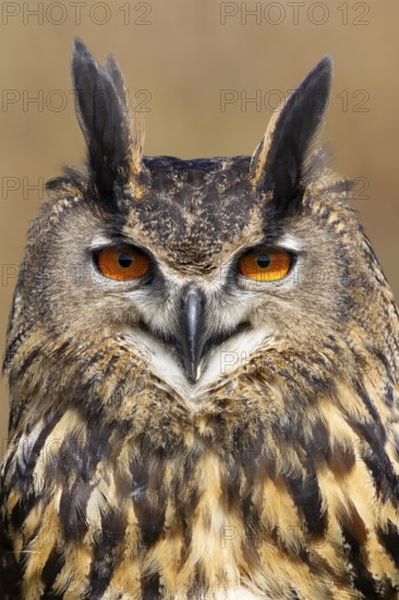 Indian eagle owl (Bubo bengalensis) adult bird head portrait, England, United Kingdom - Captive