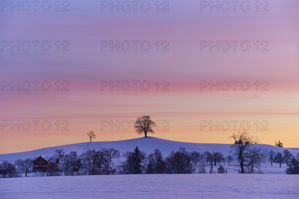 Winter landscape with snow-covered hill, lonely trees, farm and colourful sunset sky, Menzingen,