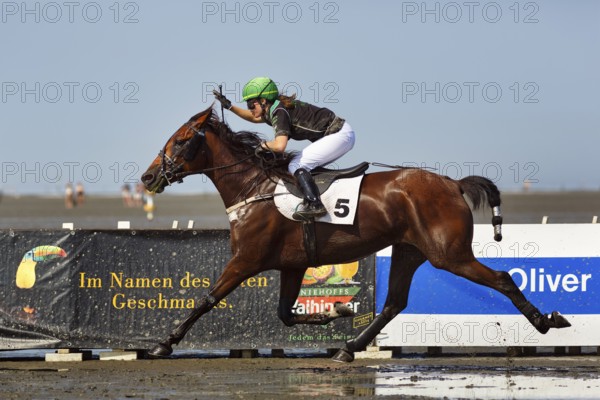 Rider, horsewoman, horse at a gallop, gallop race in the mudflats, Duhner Wattrennen 2019, Duhnen,