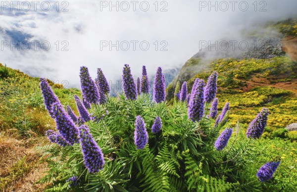 Madeira landscape with Pride of Madeira flowers and blooming Cytisus shrubs and mountains in clouds