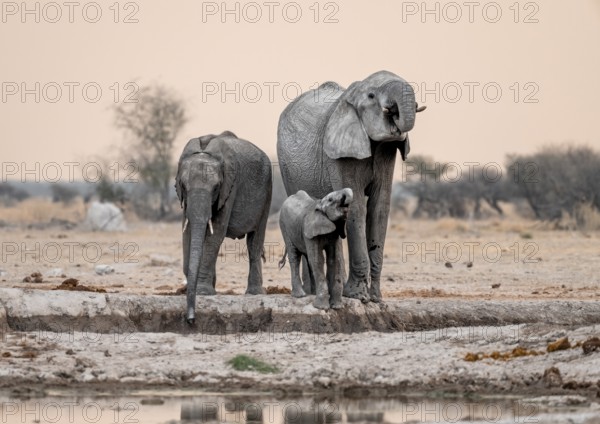 African elephant (Loxodonta africana), mother with young, drinking at a waterhole, at sunset, Nxai