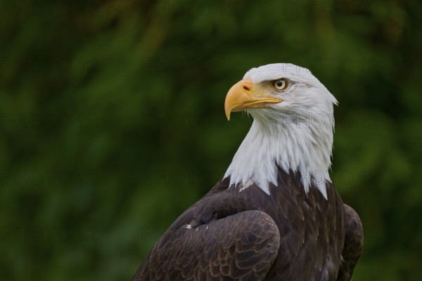 Bald eagle (Haliaeetus leucocephalus) captive, Lower Saxony, Germany, Europe
