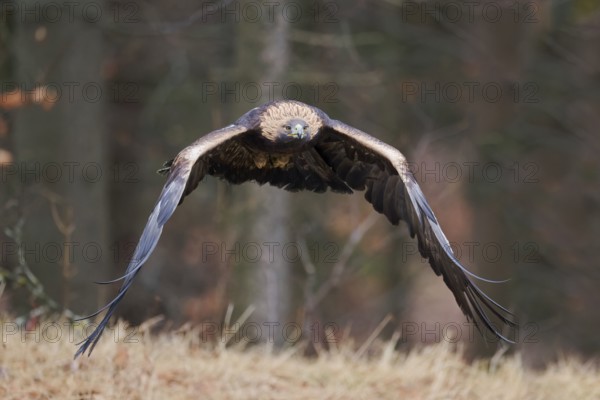 Golden eagle in flight (Aquila chrysaetos) Bavaria, Germany, Europe