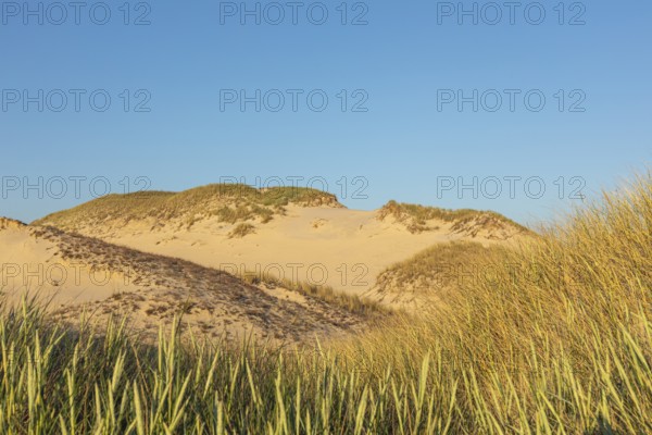 Lacka Dune on a sunny day with a blue sky in the Slowinski National Park, northern Poland on the