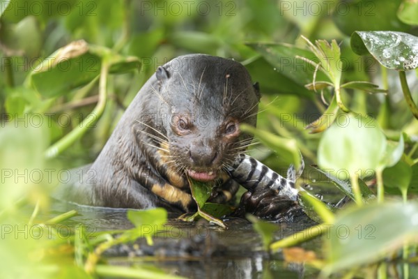 Giant otter (Pteronura brasiliensis), feeding on fish, North Pantanal, Barão de Melgaço,