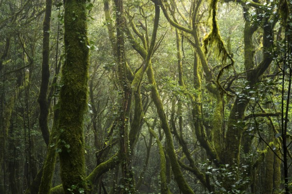 Laurel trees with mosses and lichens. Garajonay National Park, La Gomera, Canary Islands, Spain,